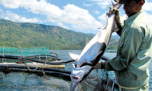 Nghề nuôi cá tầm: Chưa kịp lớn đã đối diện với cái chết?