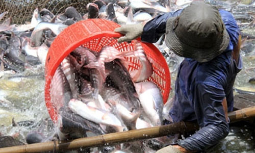 Xuất khẩu cá tra lãi quá thấp