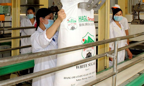 “Vụ” HAGL xin nhập đường: Mía đường bị ép đến chân tường