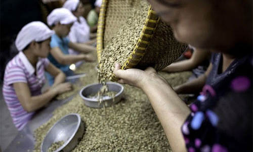 Những dấu mốc của cà phê Việt