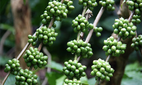 Cà phê trong cơn đại hạn