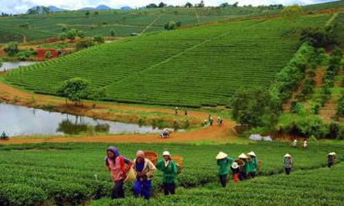  Lãng phí và trái pháp luật trong sử dụng đất nông lâm trường