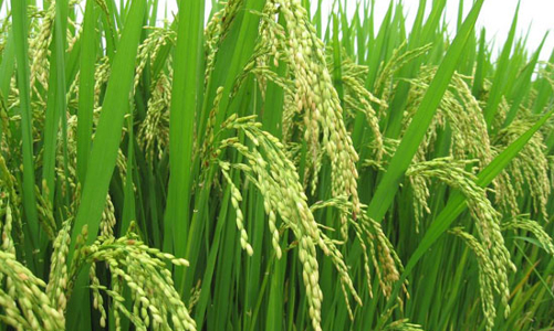 Kiến nghị giữ 3,81 triệu ha đất trồng lúa