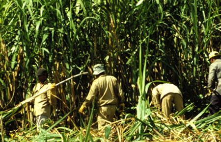 Kiến nghị nhập đường của Hoàng Anh Gia Lai sản xuất tại Lào