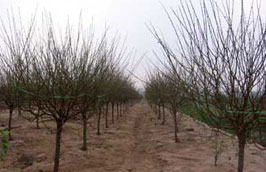 Đào, quất đều tăng giá mạnh