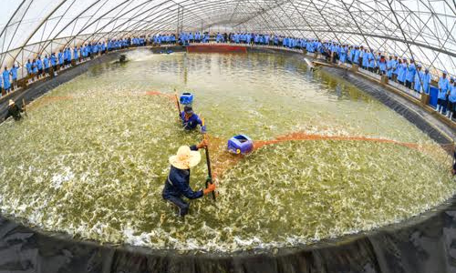 Tập đoàn Việt - Úc: Nâng tầm tôm Việt