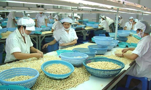 Ngành điều và nghịch lý nhập khẩu nguyên liệu để chế biến