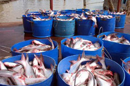 Khi doanh nghiệp thủy sản làm khó lẫn nhau