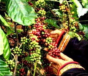 Việt Nam có sàn giao dịch cà phê đầu tiên