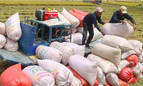 Thủ tướng chỉ đạo nghiên cứu thông tin trên báo chí về xuất khẩu gạo