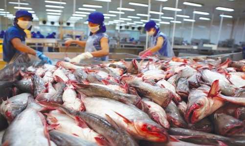 Xuất khẩu cá tra sang thị trường Trung Quốc – Hồng Kông sụt giảm mạnh