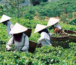 Giá chè xuất khẩu của Việt Nam chỉ bằng 50% thế giới