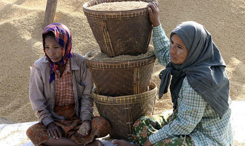 Phía sau việc Myanmar ngừng xuất khẩu gạo