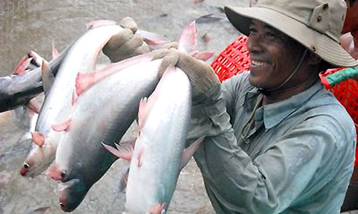 Cá tra và bài toán thoát “ma trận” rào cản