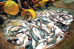 Xuất khẩu thủy sản: Lựa lối để 