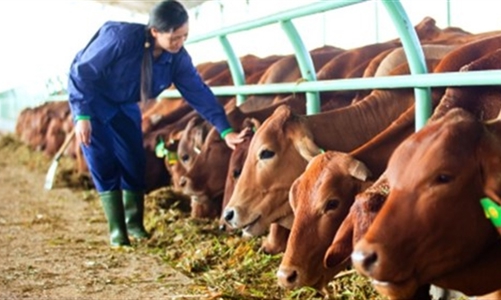 Đàn bò mang về cho Hoàng Anh Gia Lai 3.357 tỷ đồng