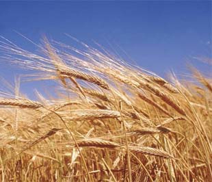 Vì sao giá lương thực thế giới năm nay có thể tăng mạnh?