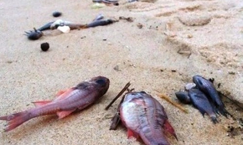 Lập hội đồng cấp quốc gia phân tích nguyên nhân cá chết