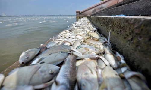 Thủ tướng chỉ đạo làm rõ nguyên nhân cá chết ở hồ Tây