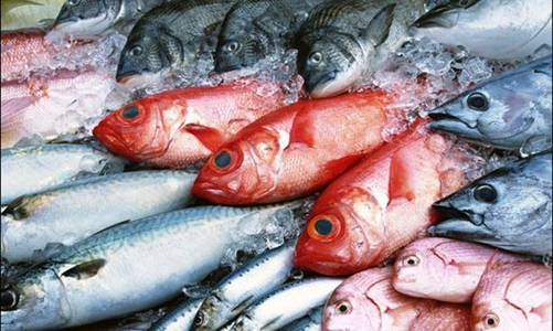 Hậu Formosa, vẫn còn khoảng 5000 tấn hải sản tồn kho chờ tiêu thụ