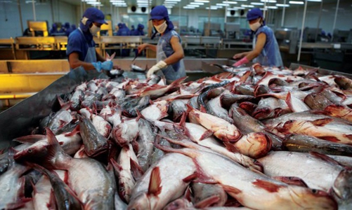 Xem xét khởi kiện lên Tòa án thương mại quốc tế Mỹ về vụ  thuế cá tra