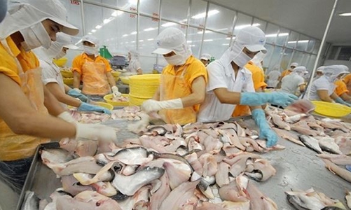 “Cơn bão” áp thuế của Mỹ nối dài khó khăn của doanh nghiệp cá tra Việt