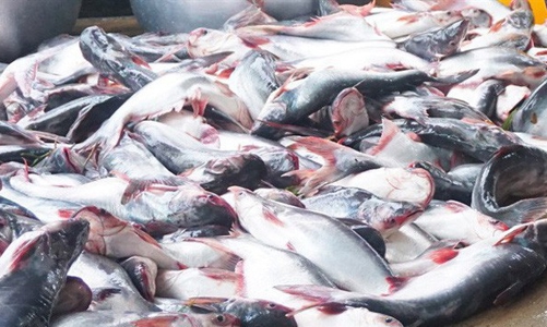 Mỹ giảm thuế xuống 0%: Xuất khẩu cá tra có khởi sắc?