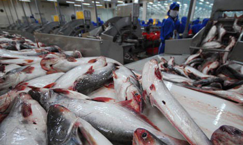 Cá tra Việt Nam lại thênh thang đường vào Mỹ