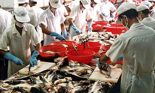 Cá, tôm xuất khẩu “rối” vì luật mới?