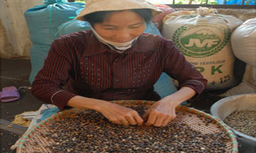 Giá cà phê tăng chóng mặt, nhưng nguồn cung đã cạn