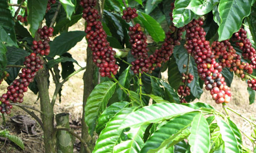 Cà phê và nghịch lý mua cao, bán thấp