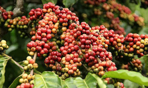 Xuất khẩu nông sản được giá