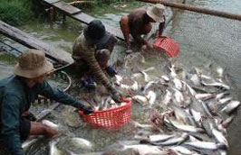 Xuất khẩu cá tra có thể phải đáp ứng nhiều điều kiện mới