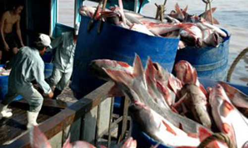 Cá tra Việt Nam lại bị chơi xấu