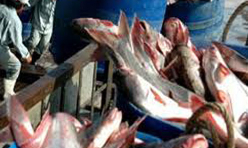 Xuất khẩu thủy sản nên chuyển hướng?