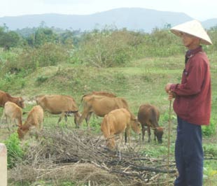 Chăn nuôi còn nhiều nghịch lý