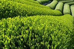 Xuất khẩu chè tăng cả lượng và giá 