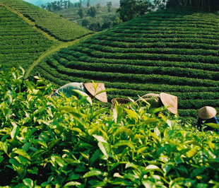 Khối lượng chè xuất khẩu tăng 19% trong 7 tháng