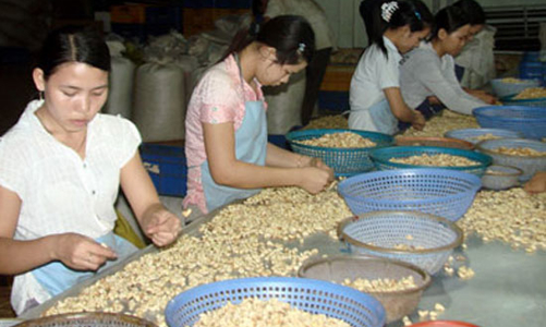 Kiến nghị gia hạn nợ cho các doanh nghiệp chế biến điều