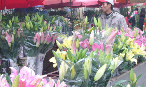 Giá hoa Tết ngất ngưởng, người ngắm nhiều hơn người mua