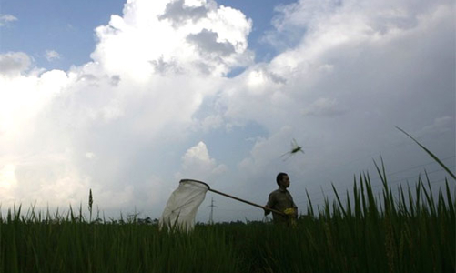 “Tam nông” đói vốn!