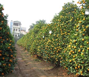 Giá đào, quất đắt nhất từ trước đến nay