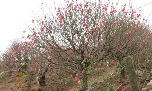 Đào “cười”, người lo