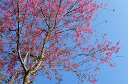 Đào, quất tết này: Nguồn cung dồi dào, có lo bị ế?