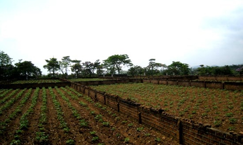 Khi đất Ba Vì tăng giá: Lo “hậu” cơn sốt