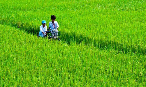 Sổ đỏ cấp chậm, đất lúa mất nhanh
