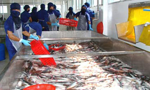 Xuất khẩu cá tra 2011: Lùi hay tiến?