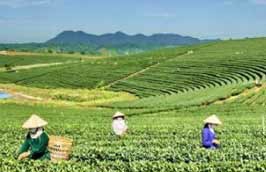 Giá chè xuất khẩu của Việt Nam liên tục “cài số lùi”