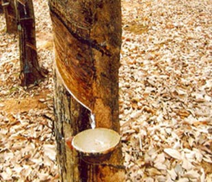Xuất khẩu cao su giảm mạnh 
