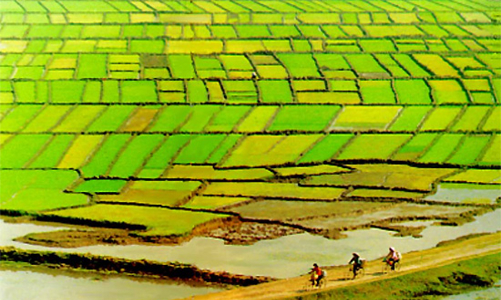 Chính phủ: Đất lúa mất không dễ lấy lại